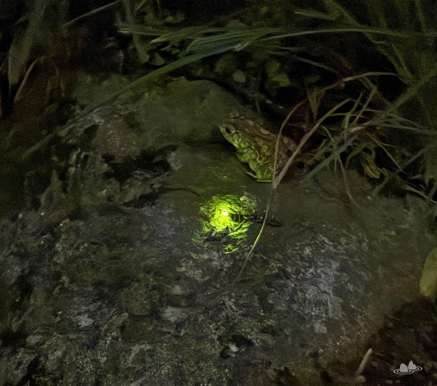 夜探大埔滘螢火蟲