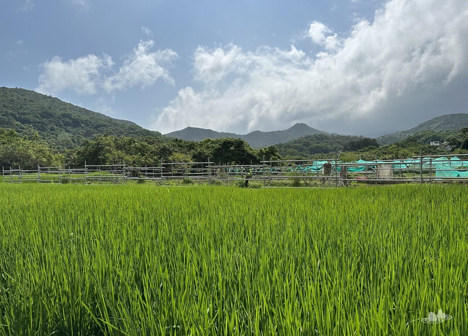 let's go hiking | 香港行山誌