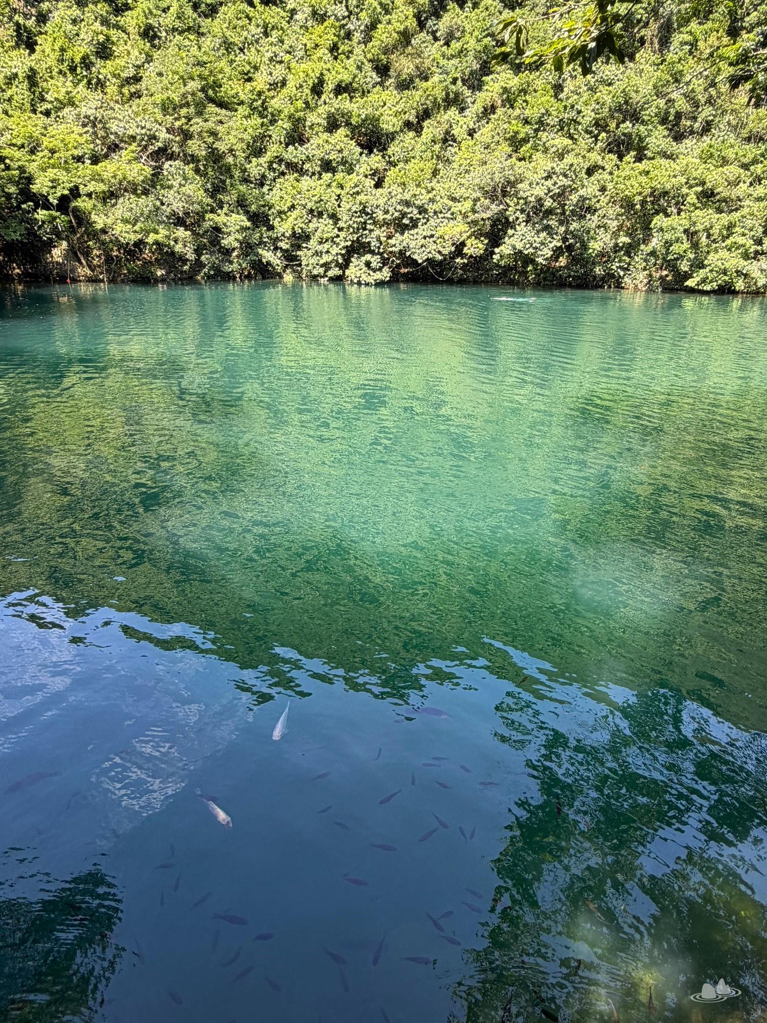 快閃牛烏水塘 快閃牛烏水塘